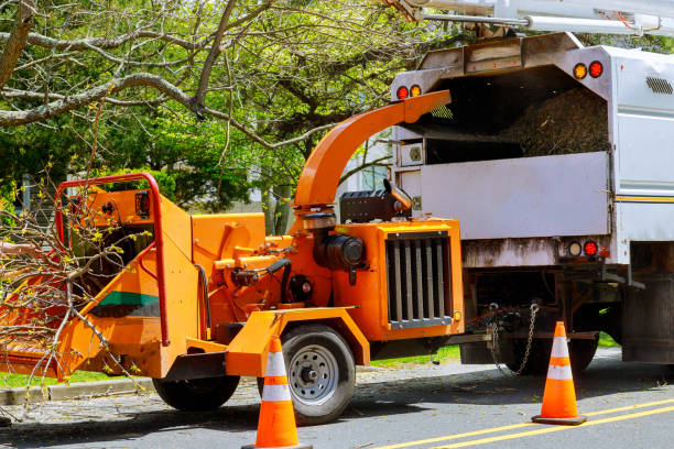  , USA Tree Removal Pros